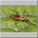 Compsobata cf nigricornis - Stelzfliege 01b 8mm Deister.jpg